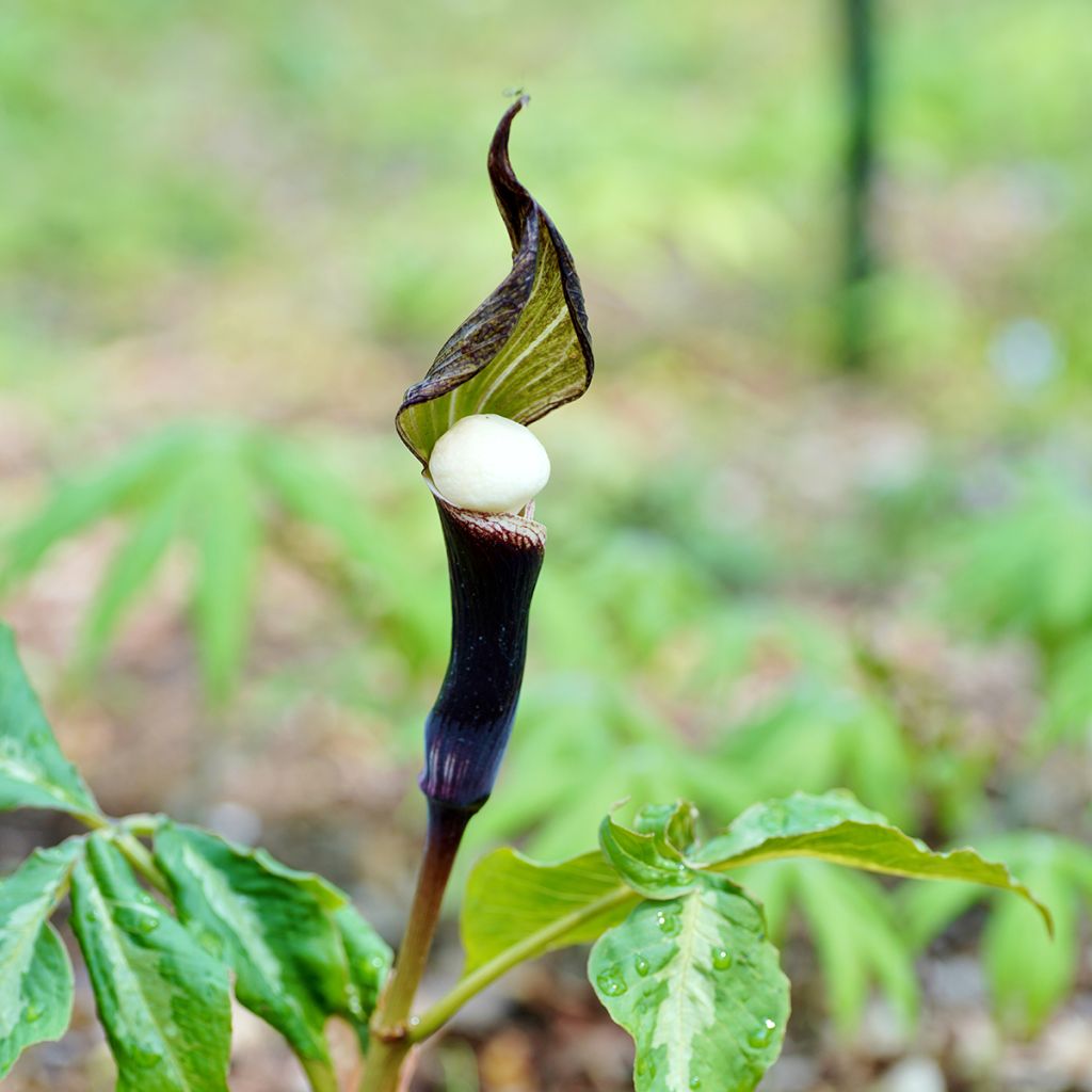 Arisaema sikokianum