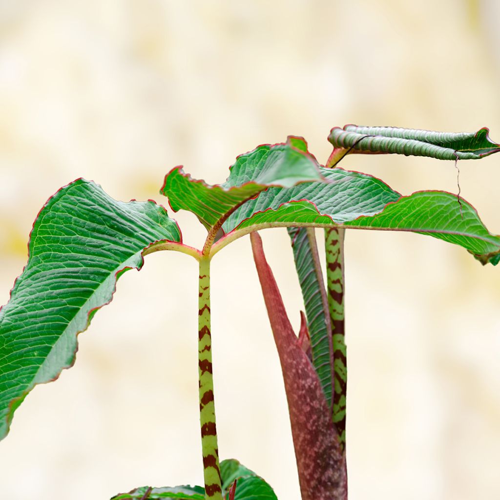 Arisaema speciosum