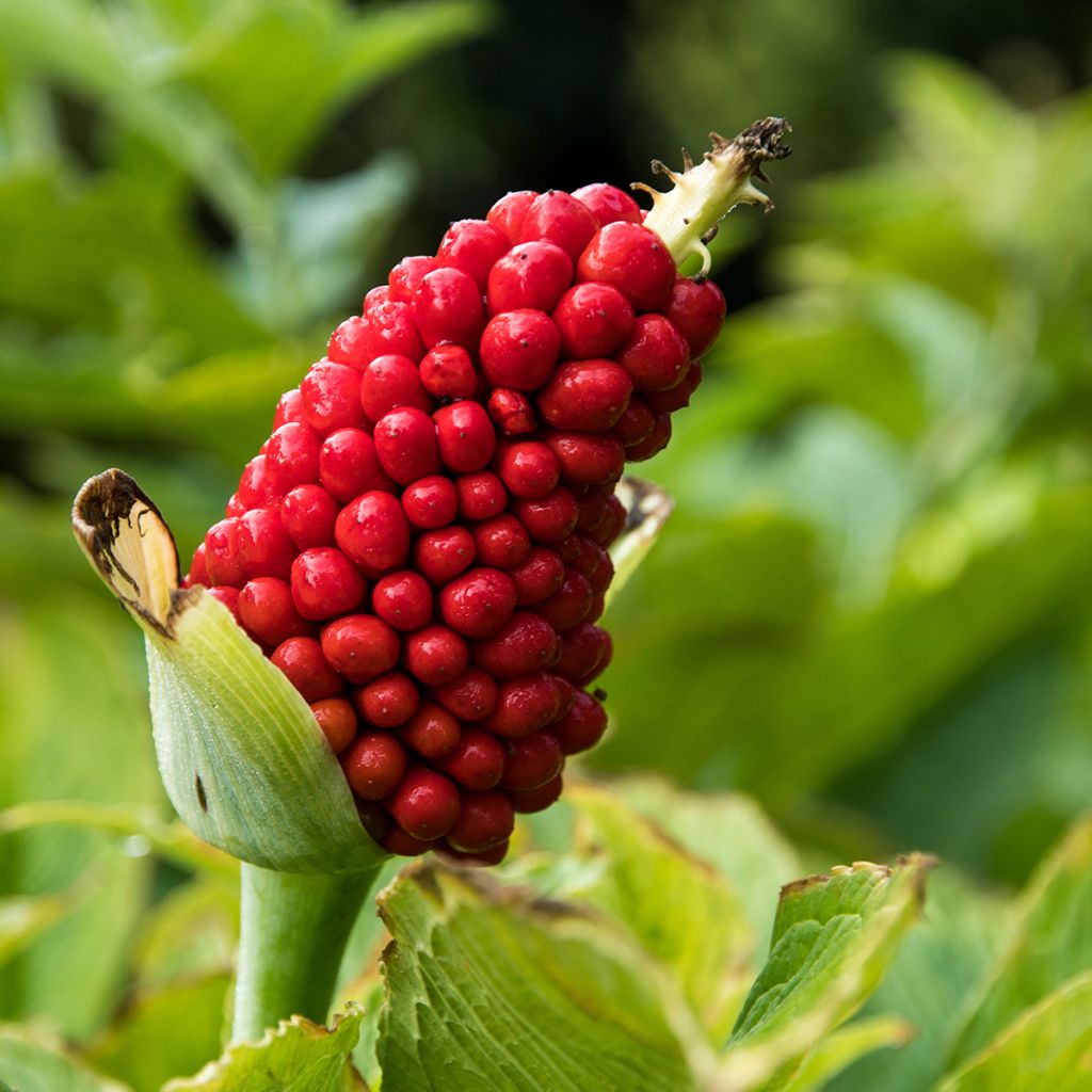 Arisaema candidissimum