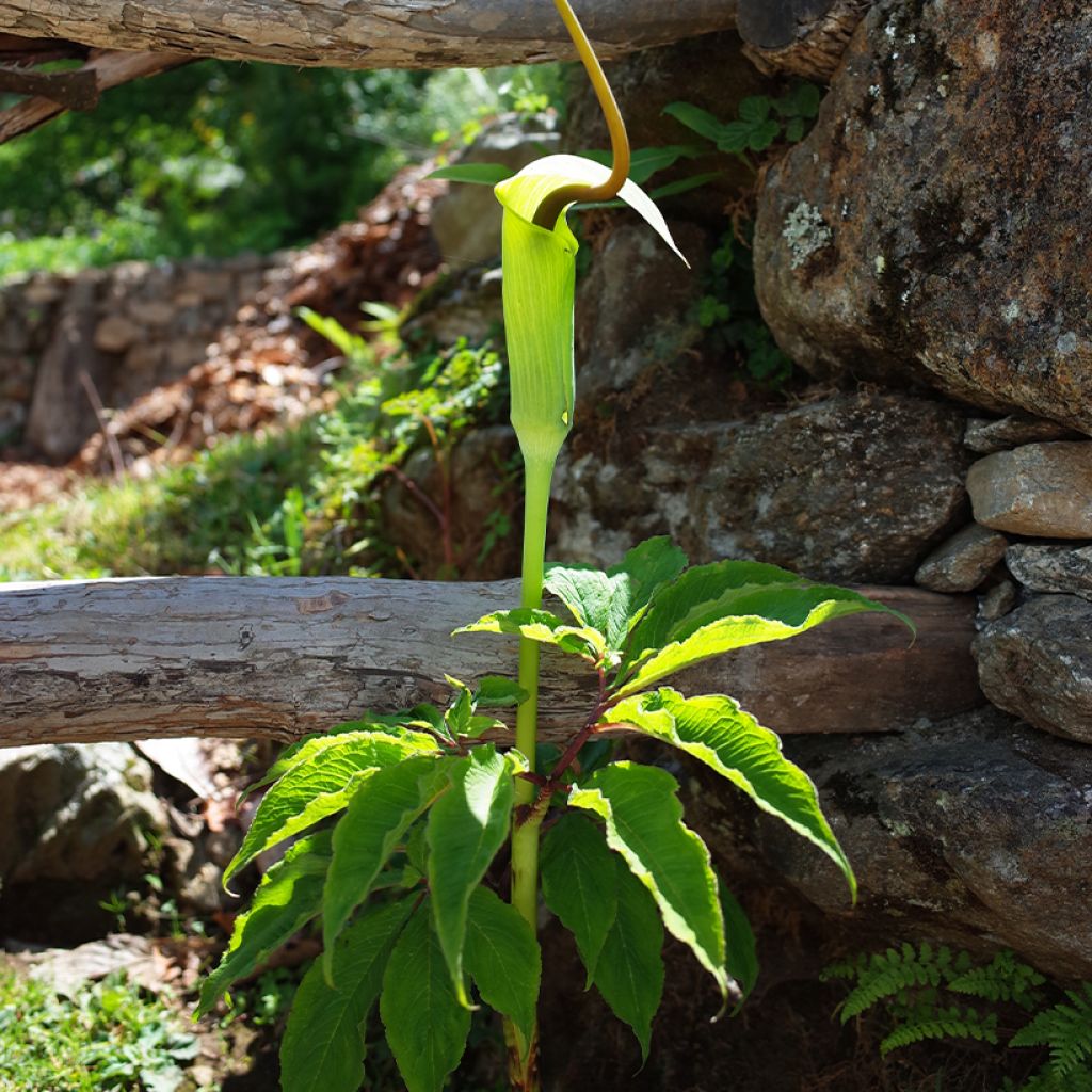 Arisaema tortuosum