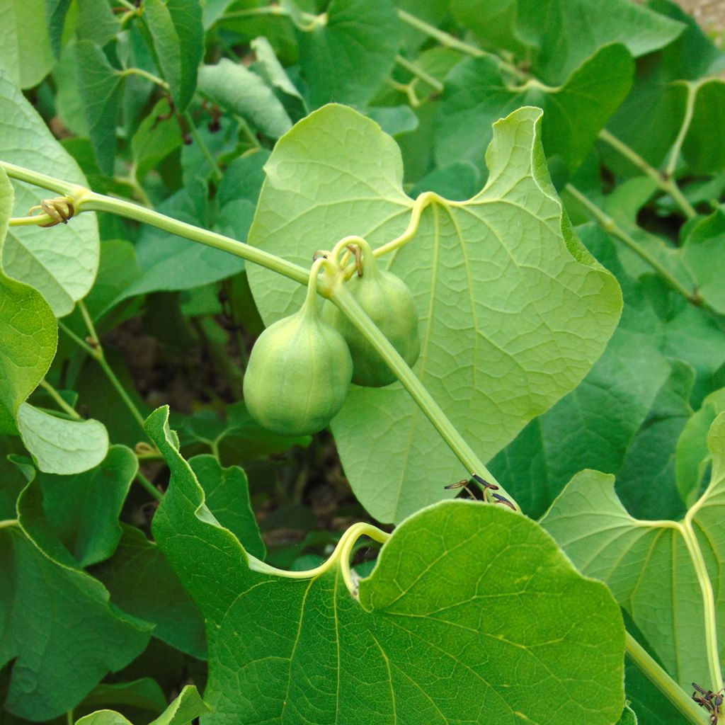 Aristolochia clematitis - Aristoloche clématite