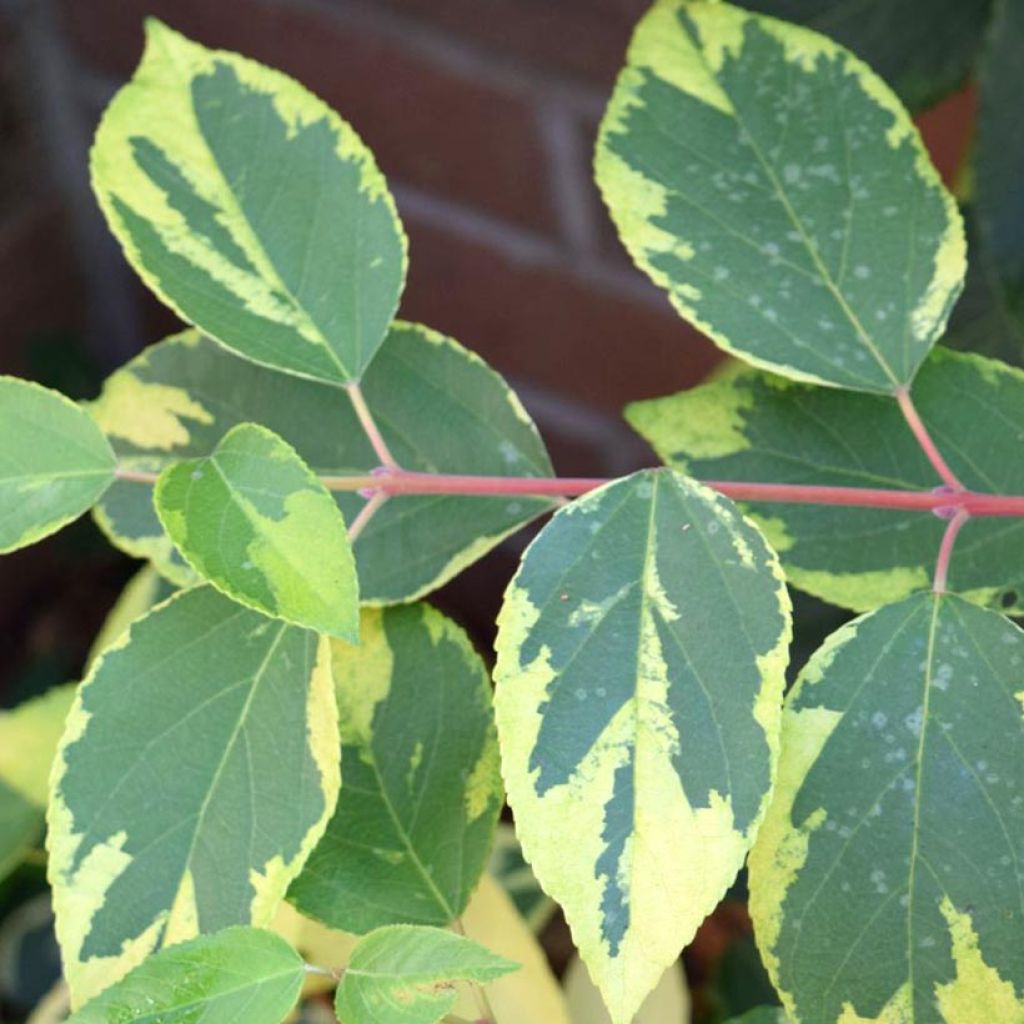 Aristotelia chilensis Variegata - Maqui panaché