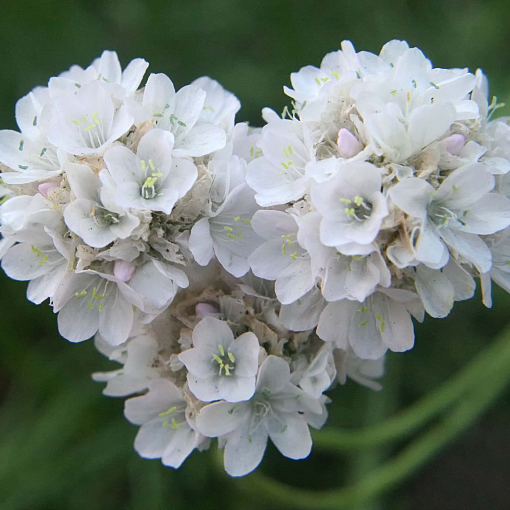 Clavelina del mar blanca - Armeria maritima Alba