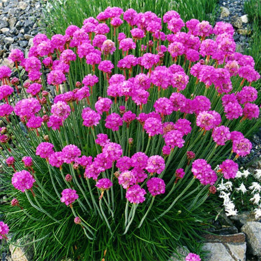 Gazon d'Espagne, Armeria maritima Düsseldorfer Stolz