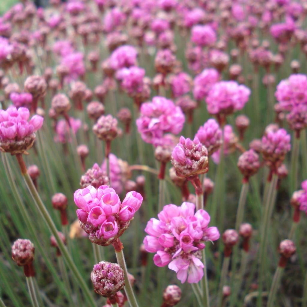 Gazon d'Espagne Vesuv - Armeria maritima Vesuv