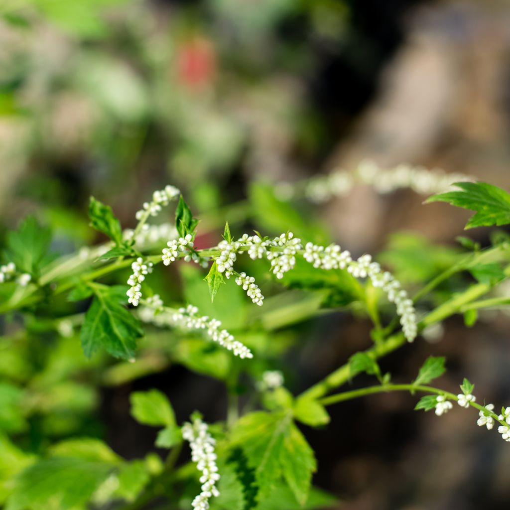 Artemisia lactiflora - Artemisa blanca