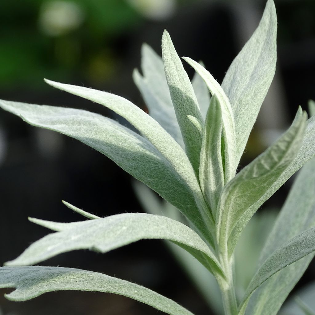 Artemisia ludoviciana Valerie Finnis