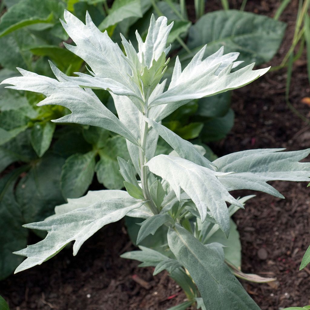 Artemisia ludoviciana Valerie Finnis