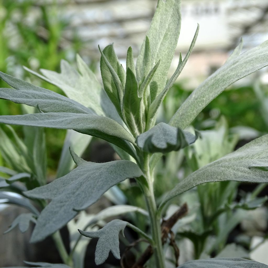 Artemisia ludoviciana Valerie Finnis