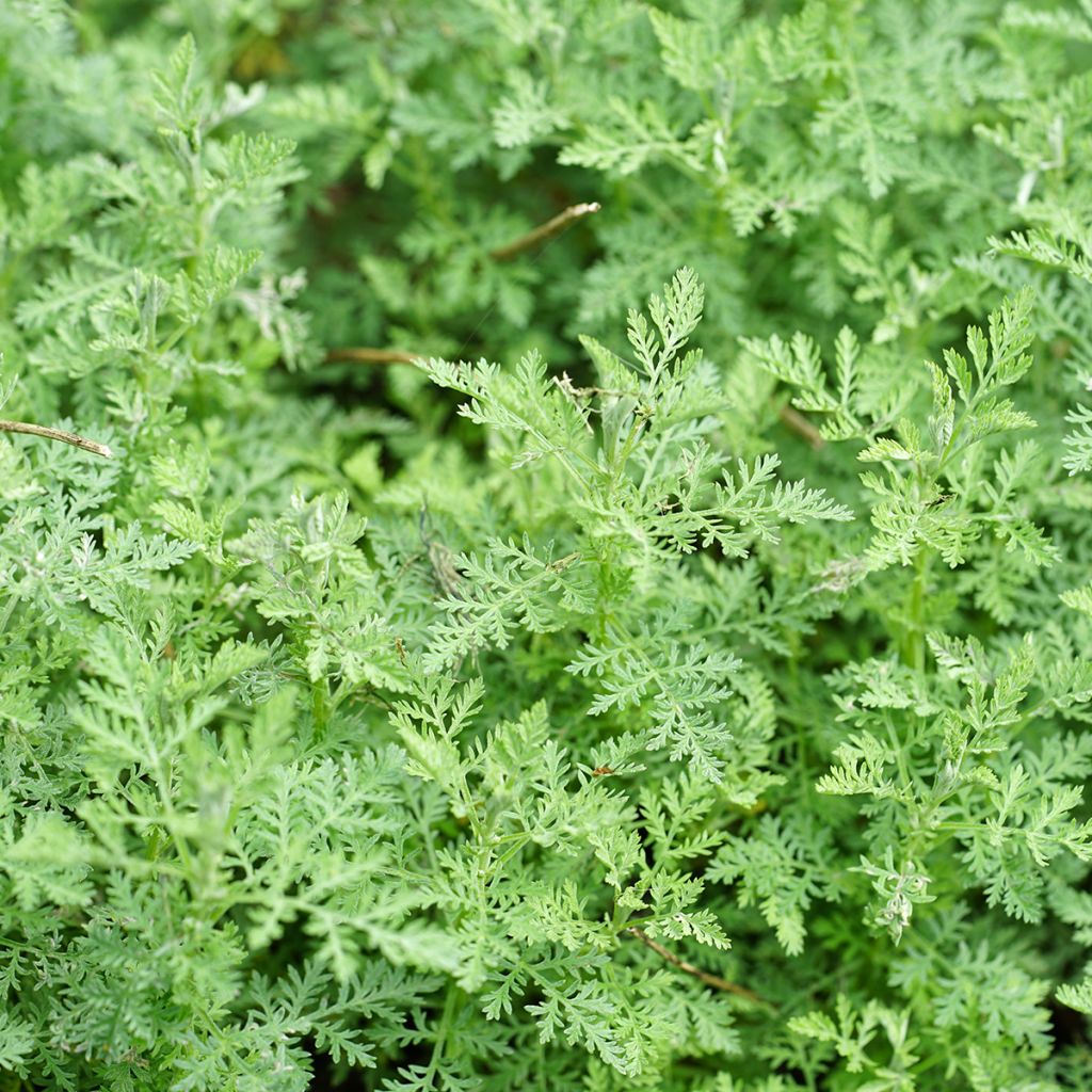 Artemisia pontica