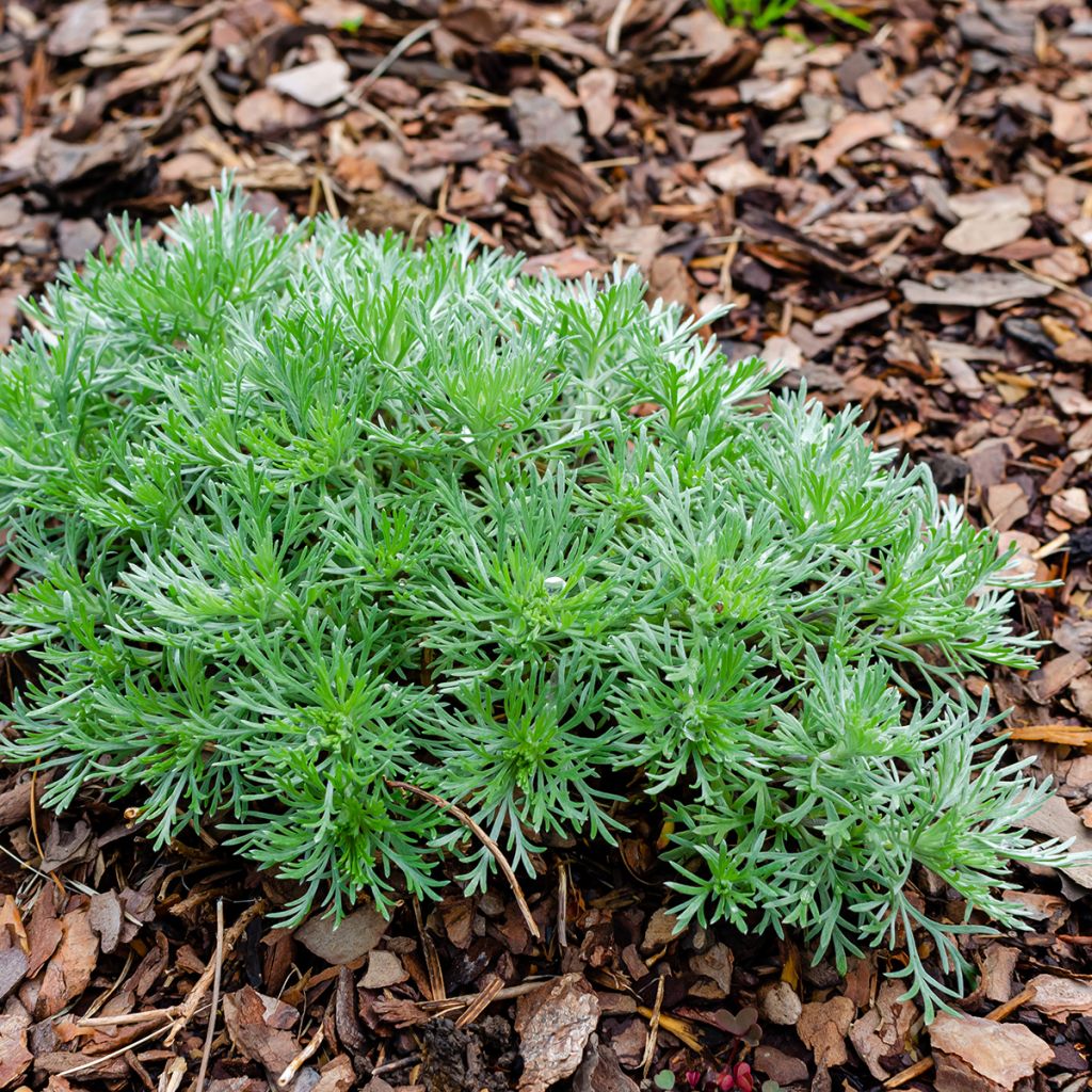 Artemisia schmidtiana Nana