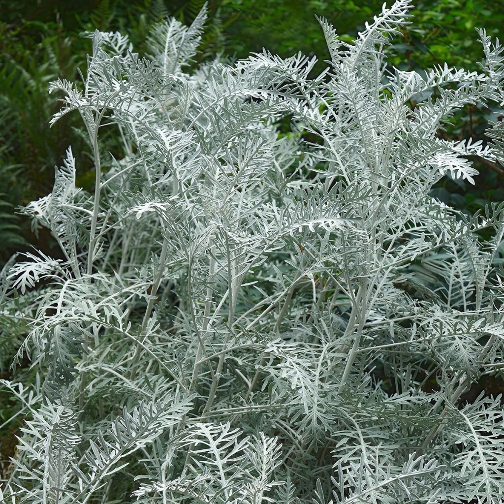 Artemisia arborescens Powis Castle