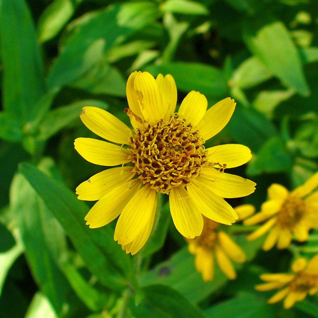 Arnica chamissonis - Arnica américaine