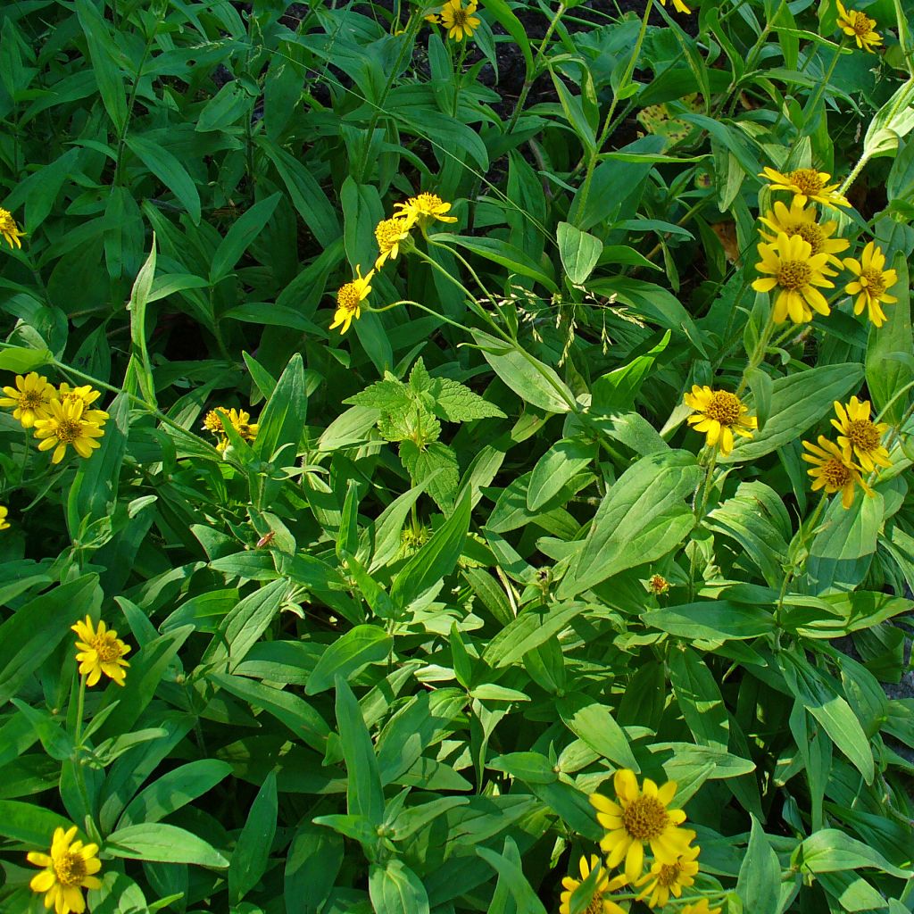 Arnica chamissonis - Arnica américaine