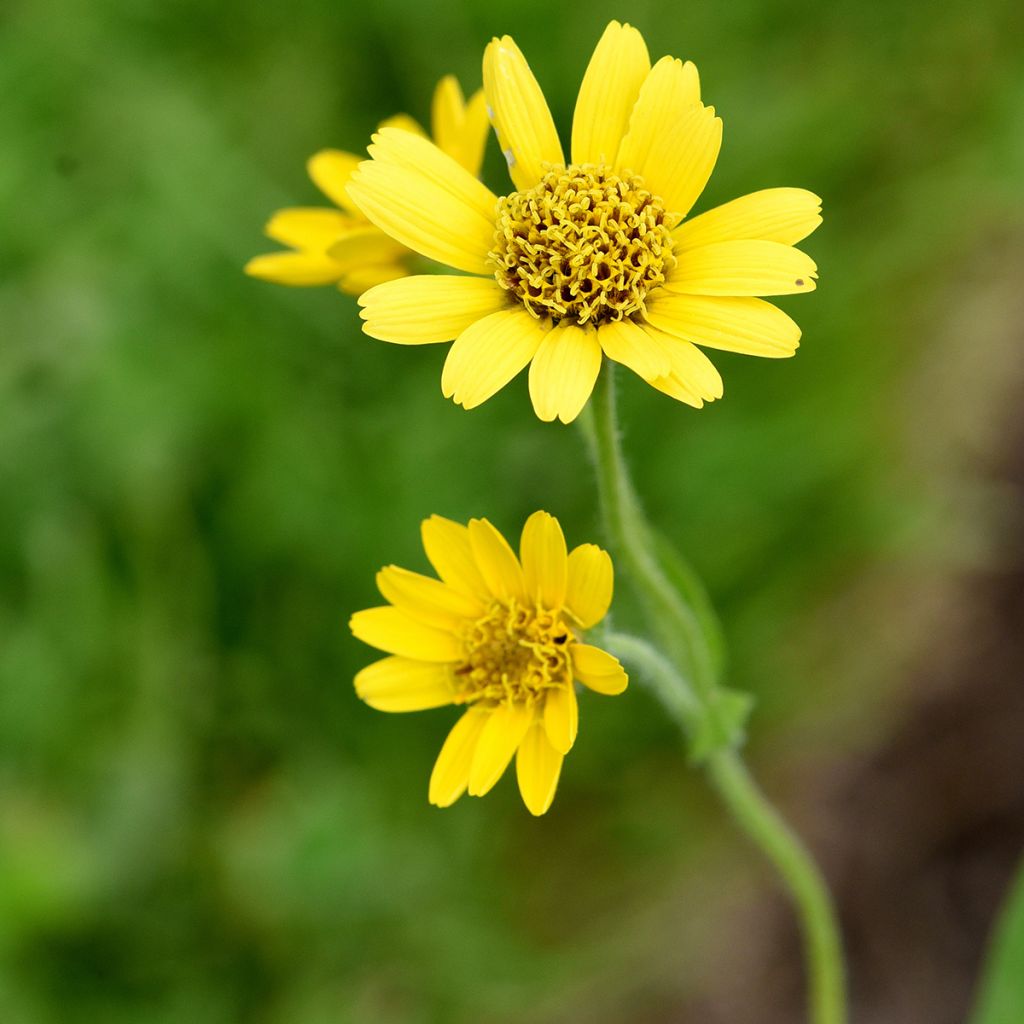 Arnica americana - Arnica chamissonis