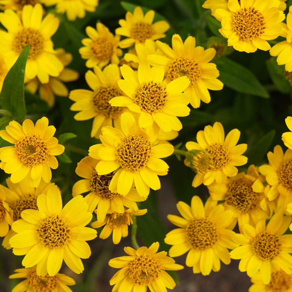 Arnica americana - Arnica chamissonis