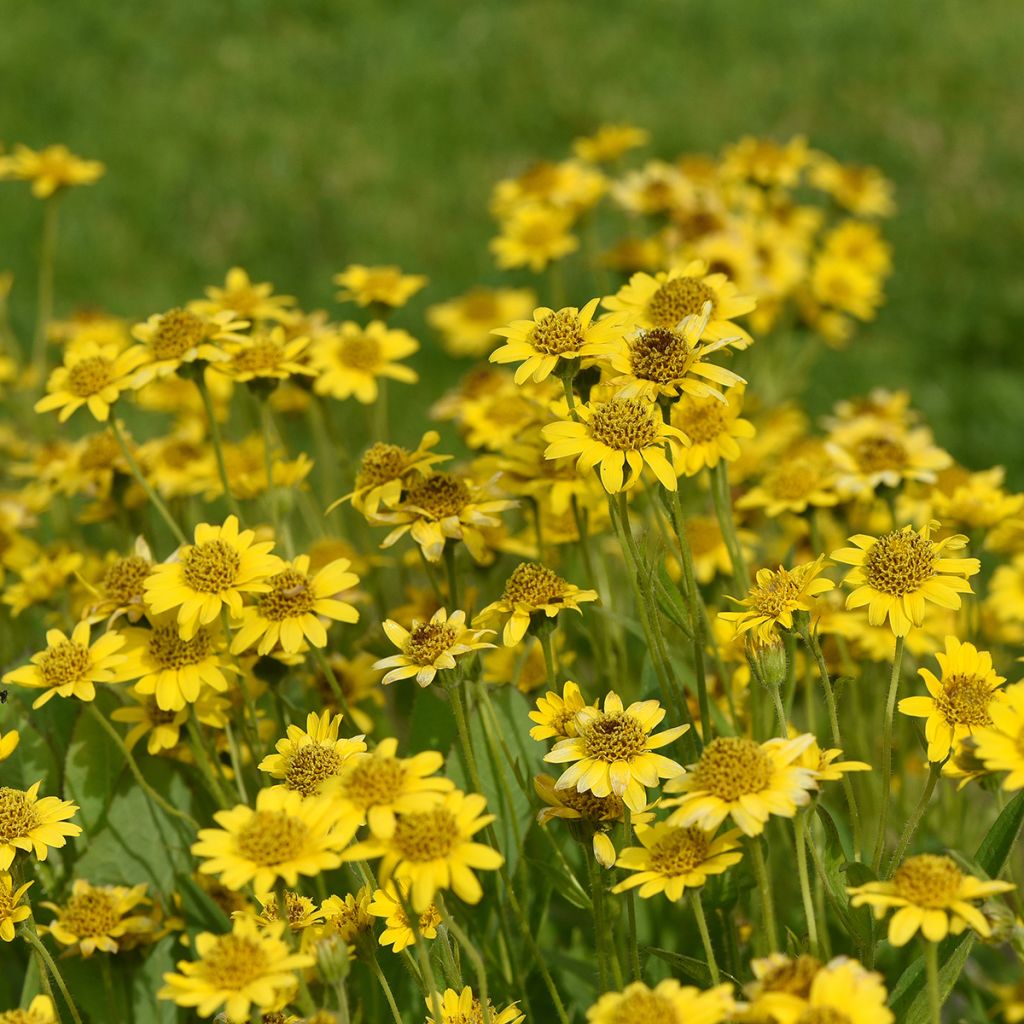 Arnica americana - Arnica chamissonis