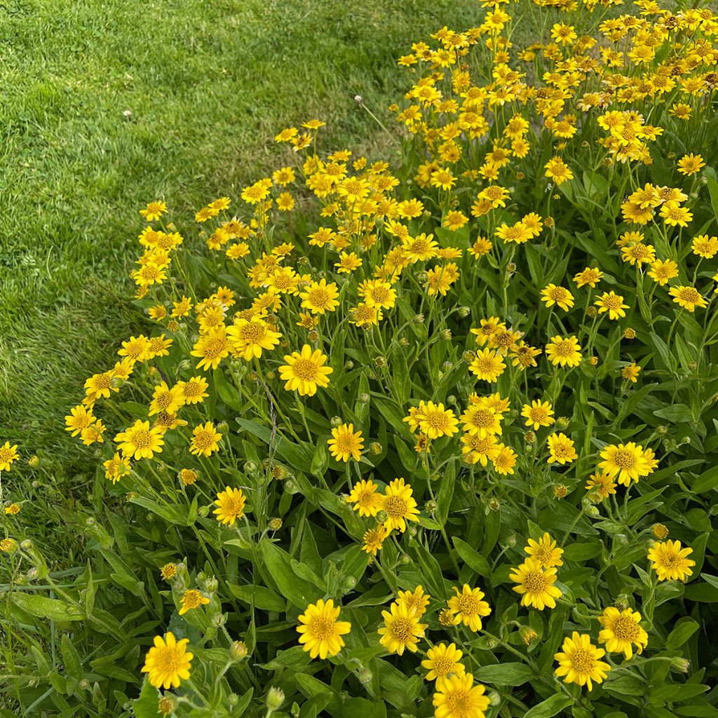 Arnica americana - Arnica chamissonis