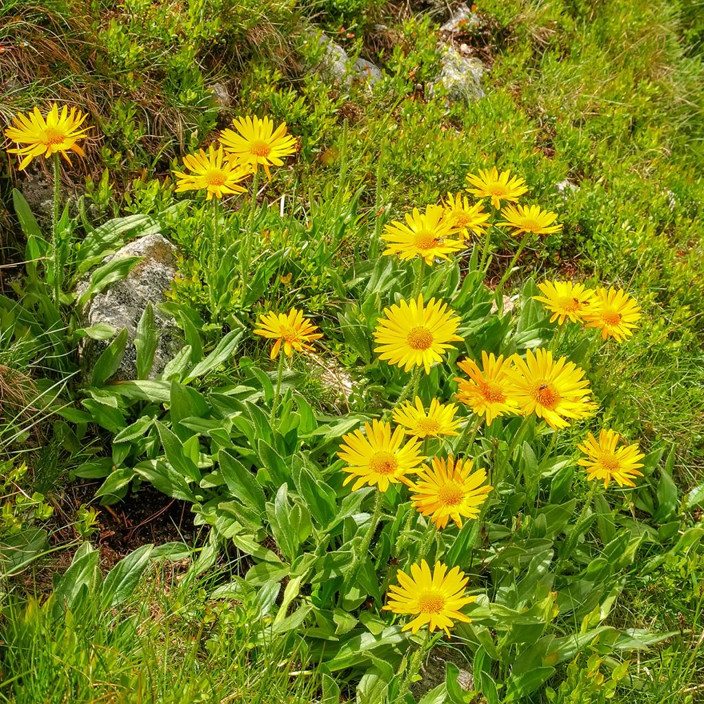 Arnica de montaña Bio