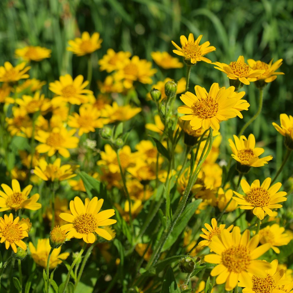 Arnica de montaña Bio