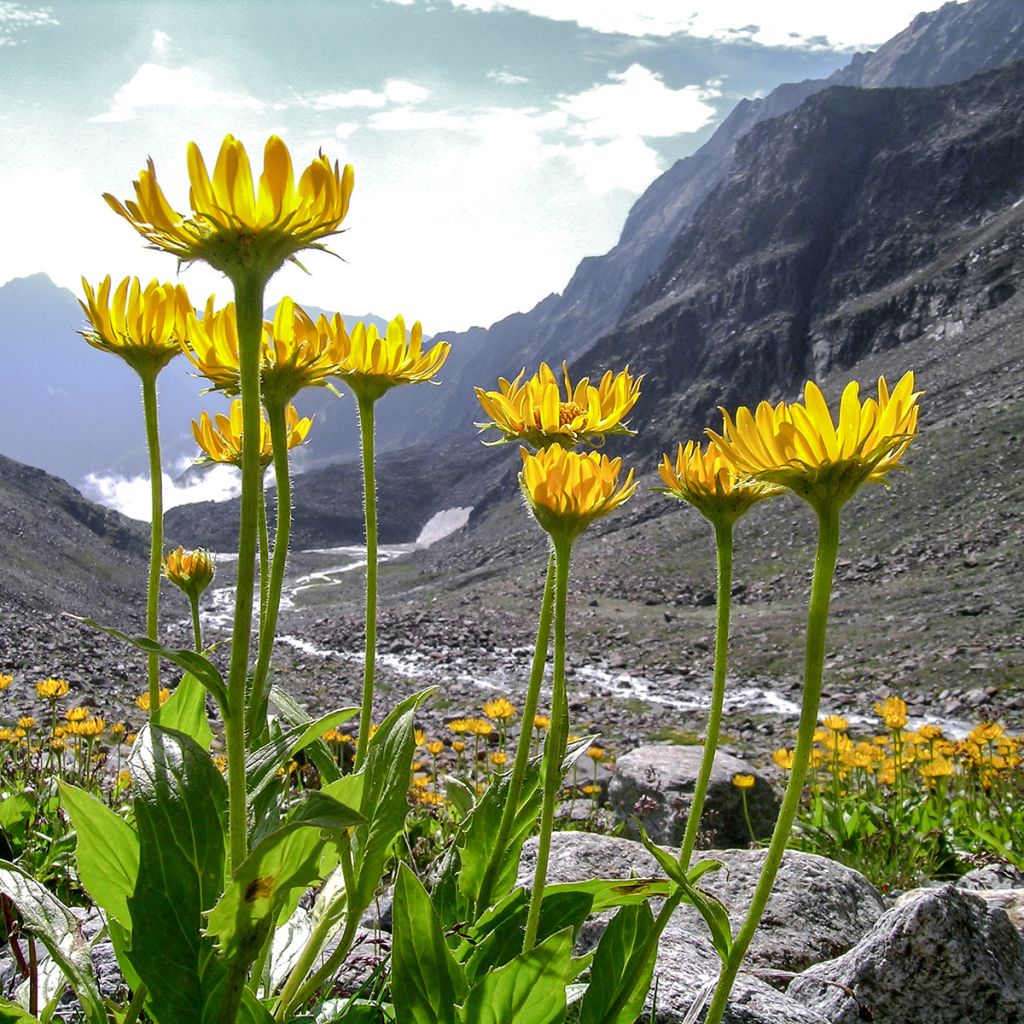 Arnica de montaña Bio