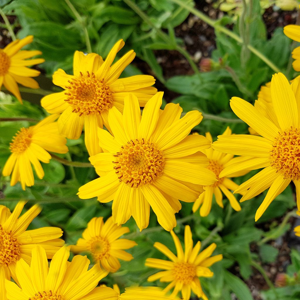 Arnica de montaña Bio