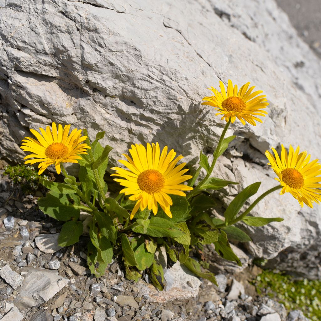 Arnica de montaña Bio