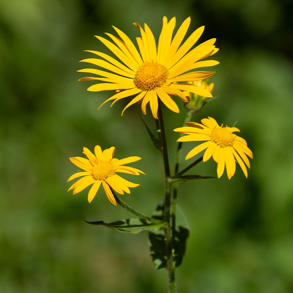 Arnica de montaña (semillas) - Arnica montana