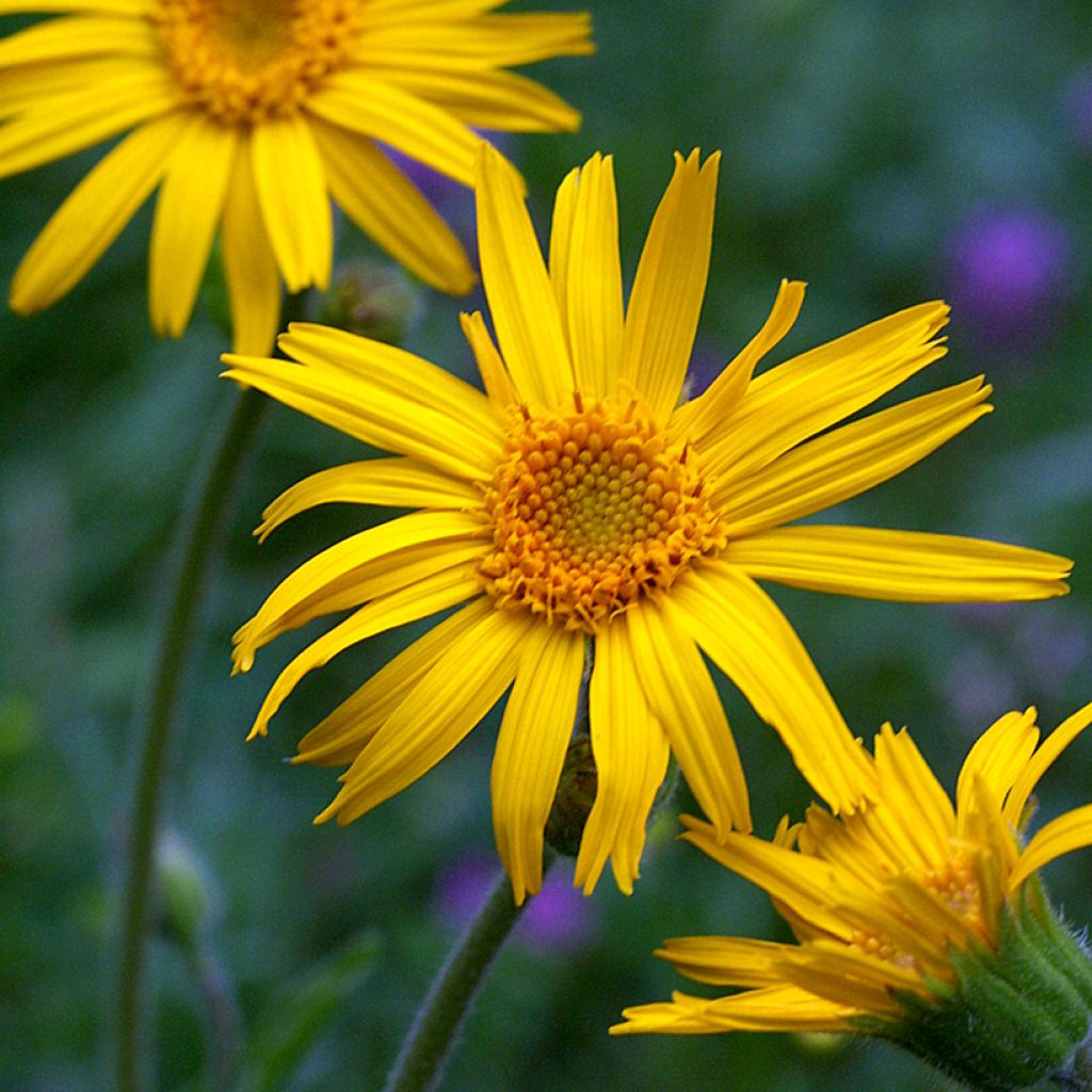 Arnica de montaña (semillas) - Arnica montana