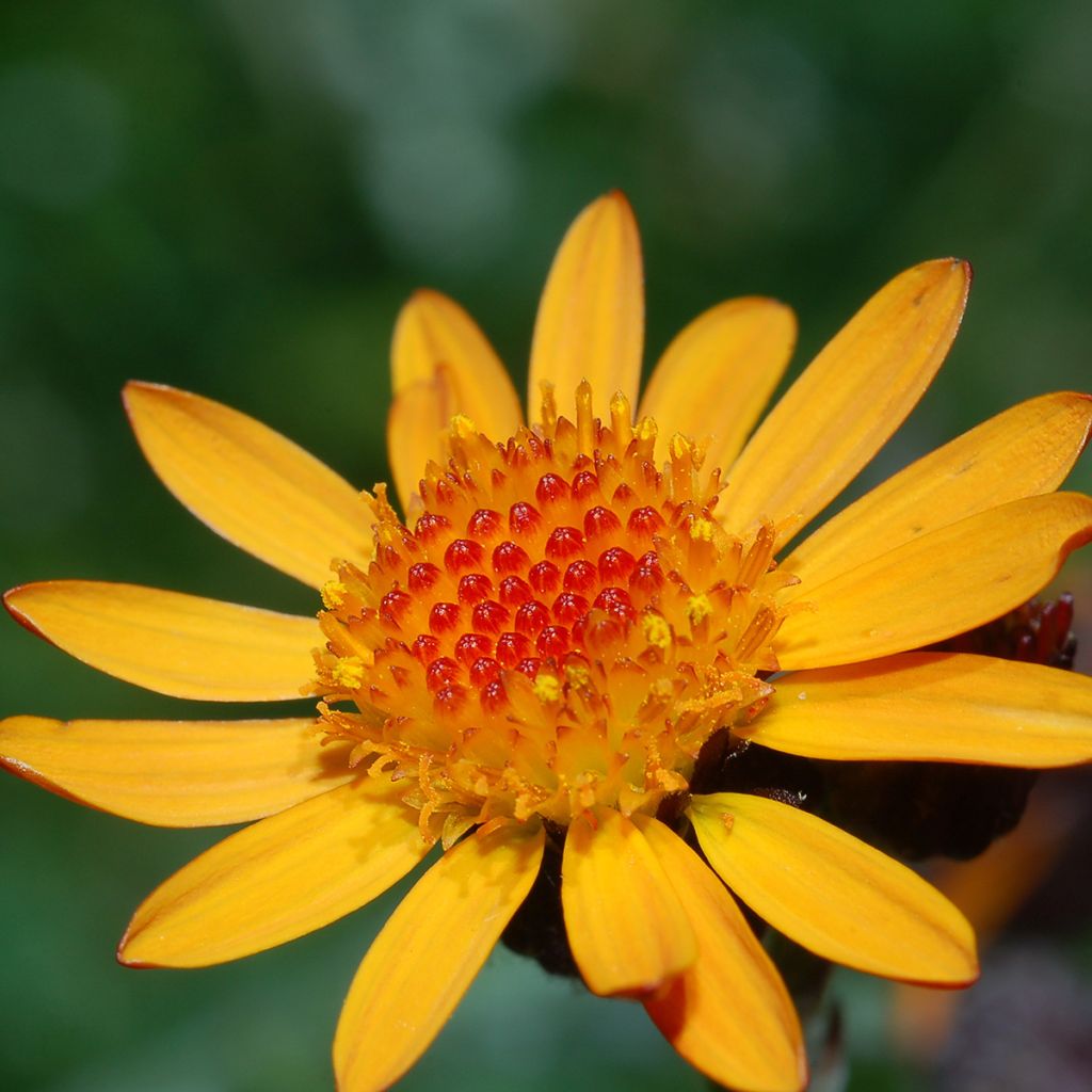 Arnica de montaña - Arnica montana