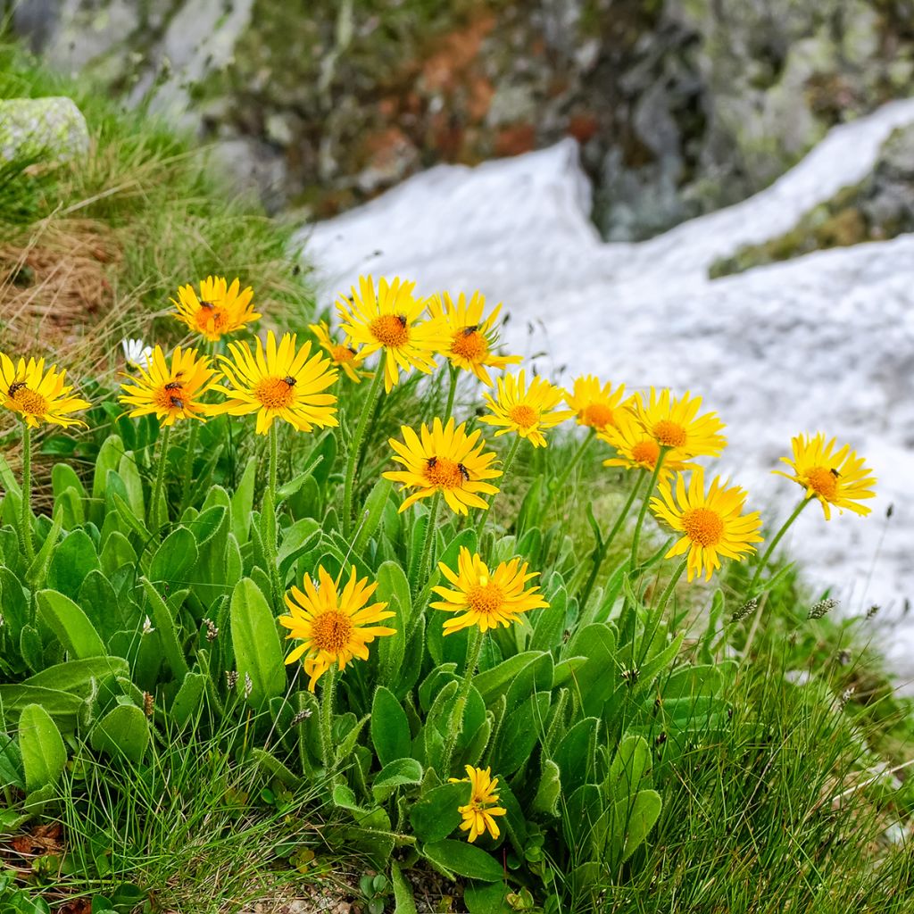 Arnica de montaña - Arnica montana