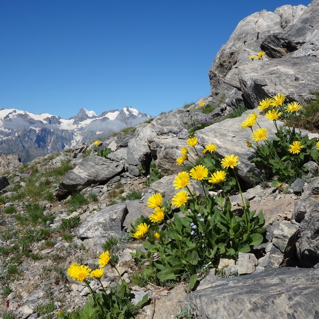 Arnica de montaña - Arnica montana