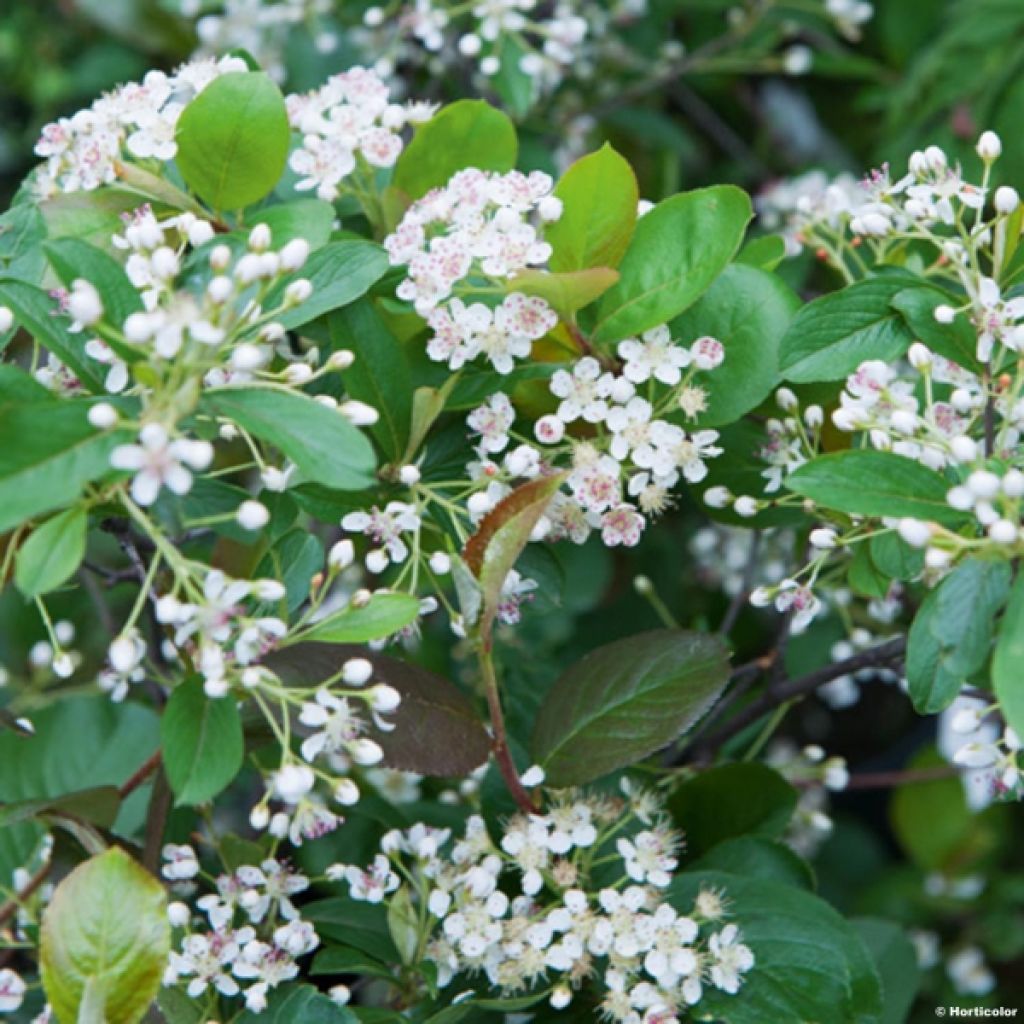 Aronia Brilliant - Aronia arbutifolia