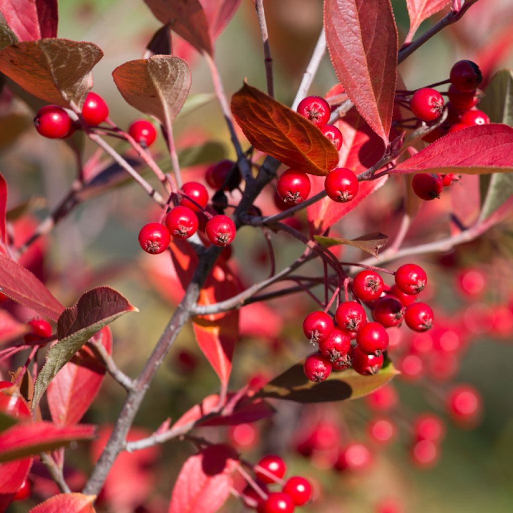 Aronia Brilliant - Aronia arbutifolia