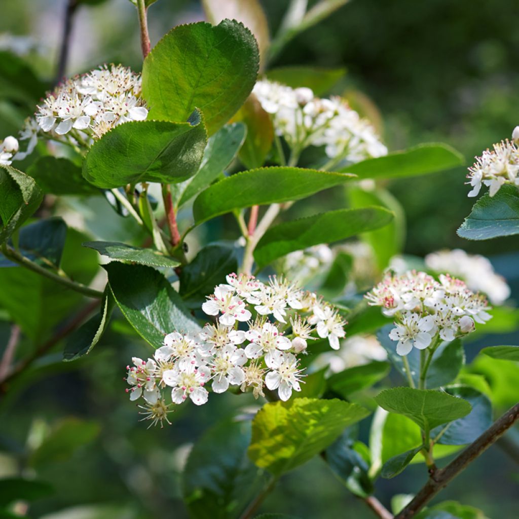 Aronia Brilliant - Aronia arbutifolia