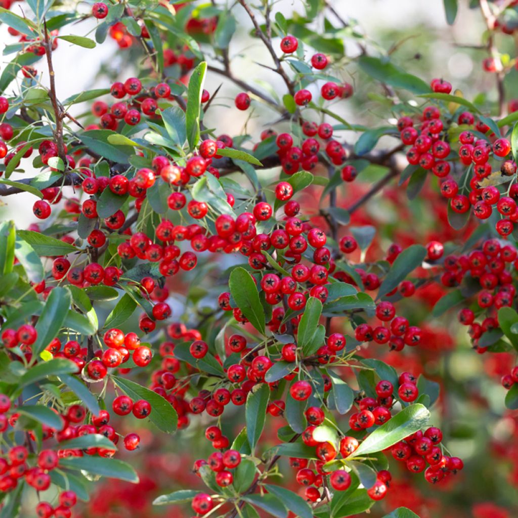 Aronia Brilliant - Aronia arbutifolia