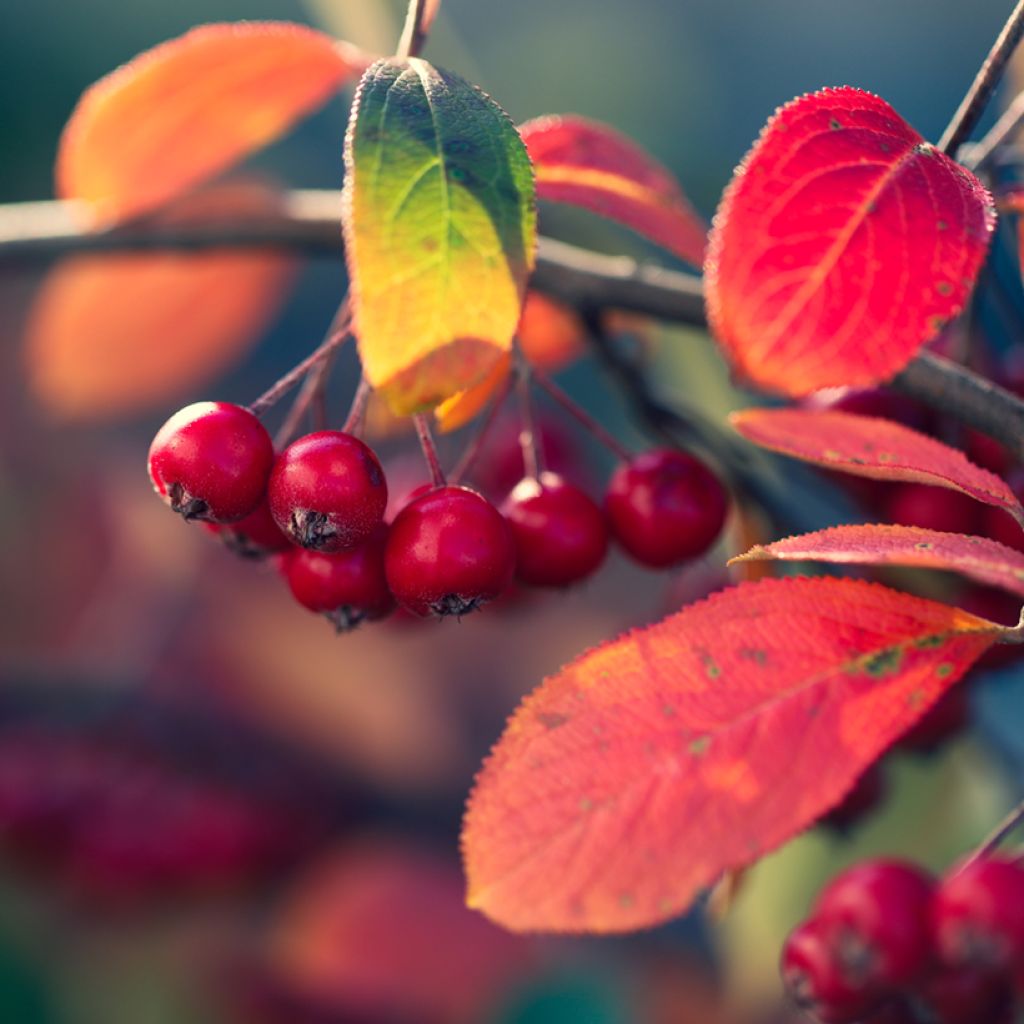 Aronia Brilliant - Aronia arbutifolia