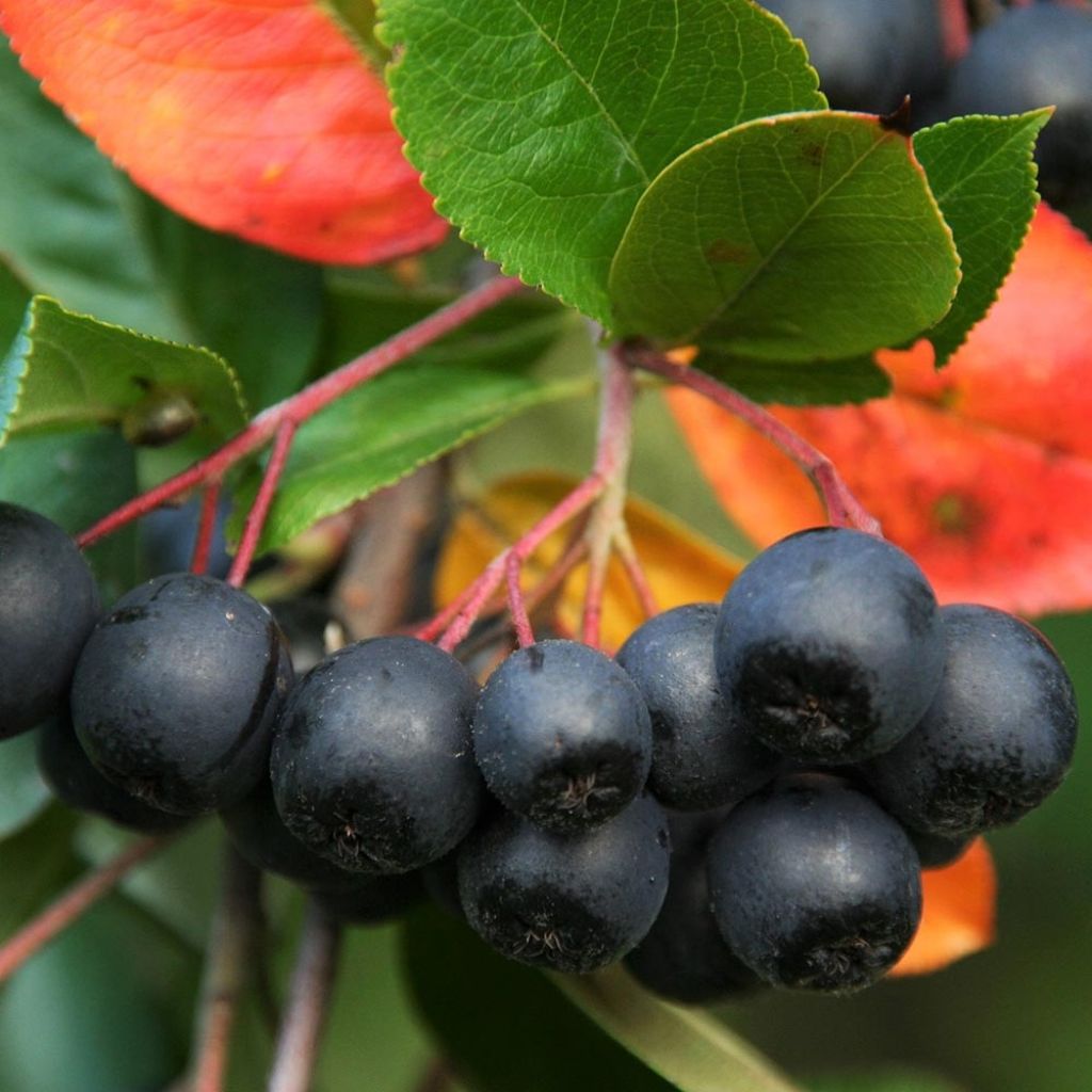 Chokeberry negro - Aronia melanocarpa