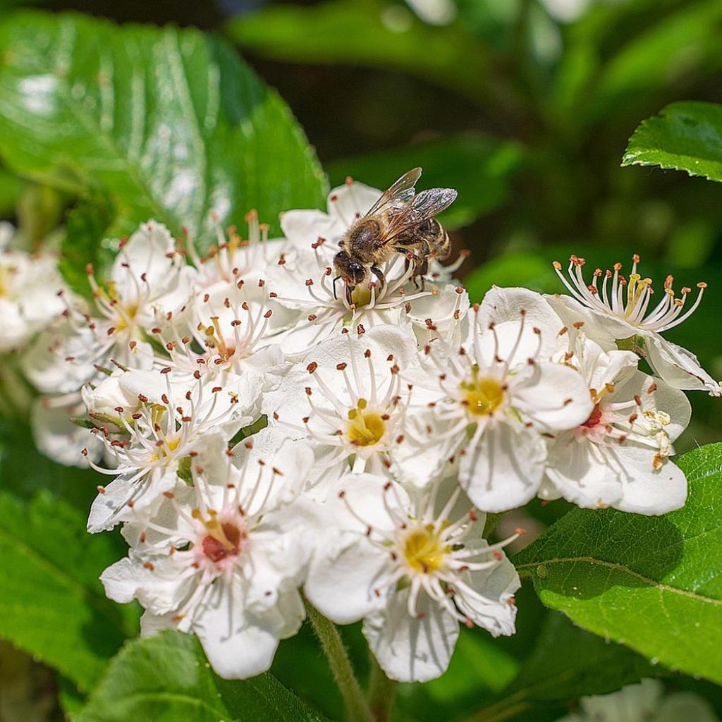 Chokeberry negro - Aronia melanocarpa