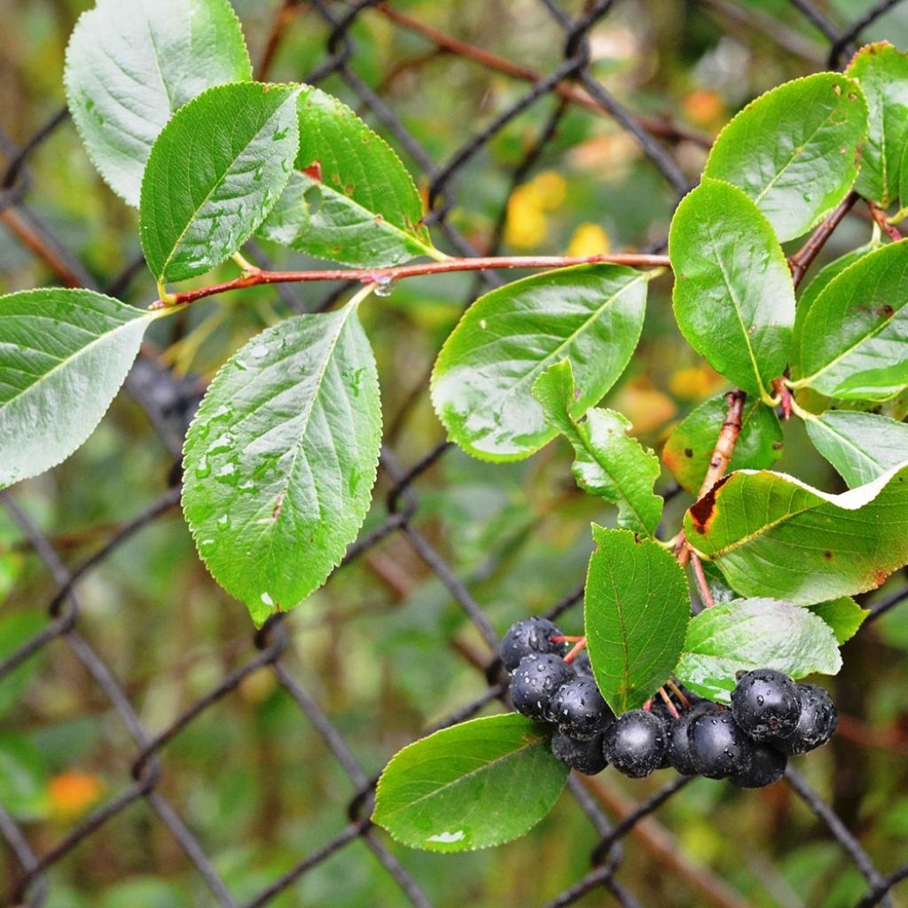 Chokeberry negro - Aronia melanocarpa