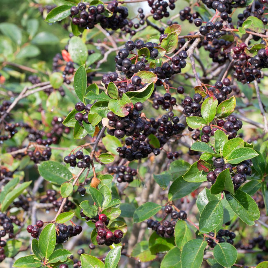 Chokeberry negro - Aronia melanocarpa