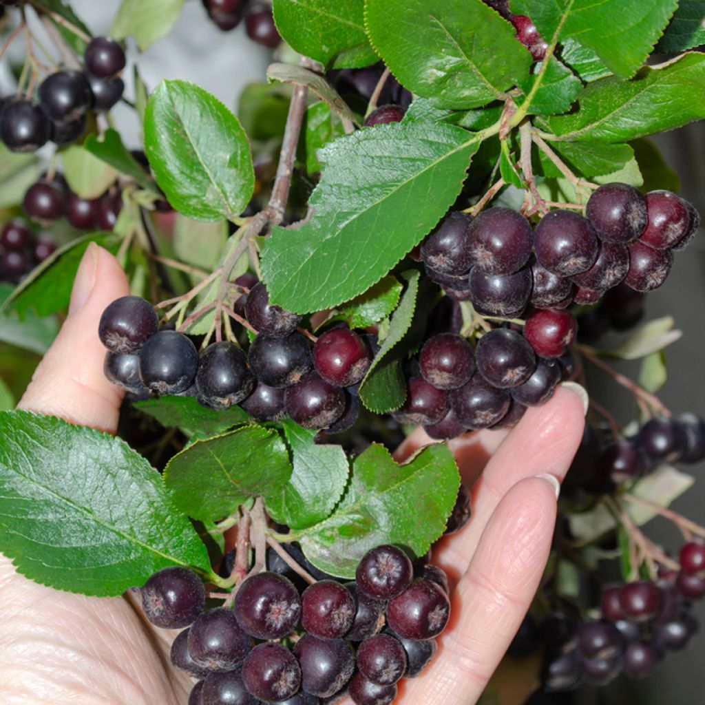 Chokeberry negro - Aronia melanocarpa