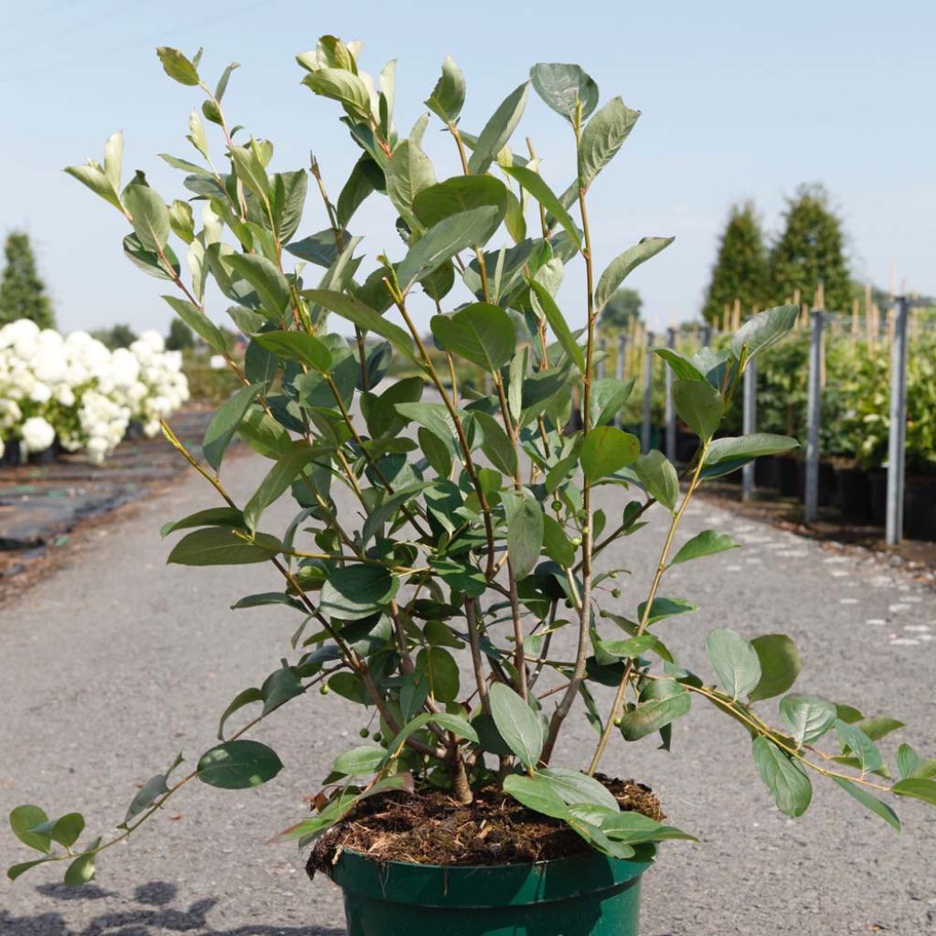 Chokeberry negro Autumn Magic - Aronia melanocarpa