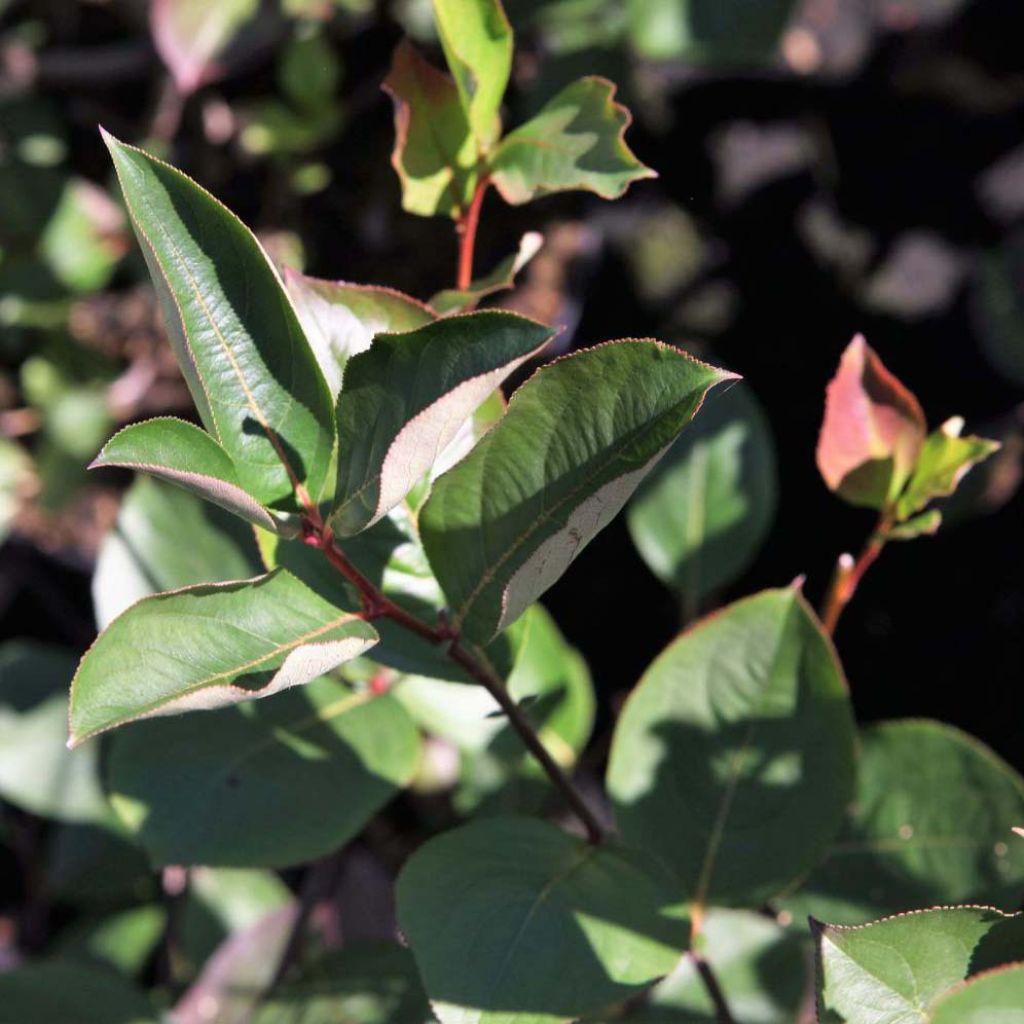 Chokeberry negro Autumn Magic - Aronia melanocarpa