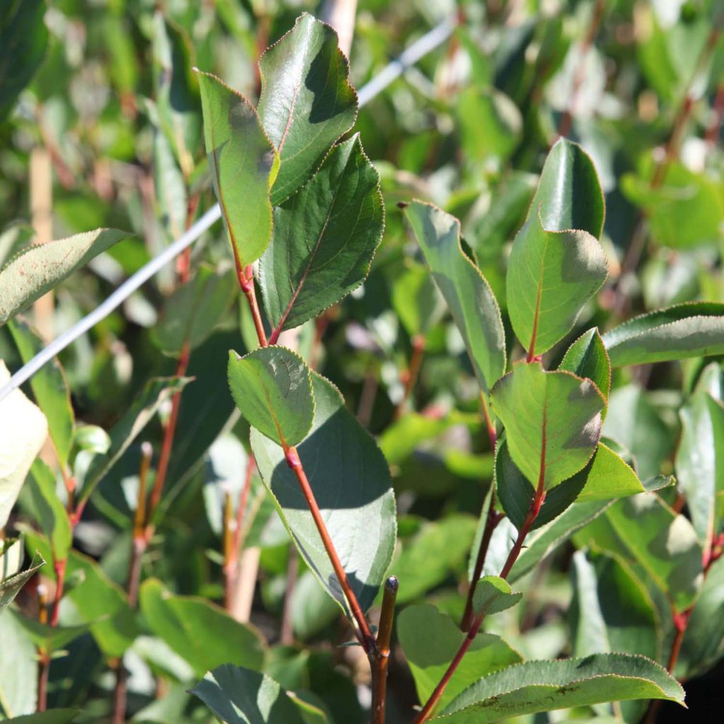 Chokeberry negro Autumn Magic - Aronia melanocarpa