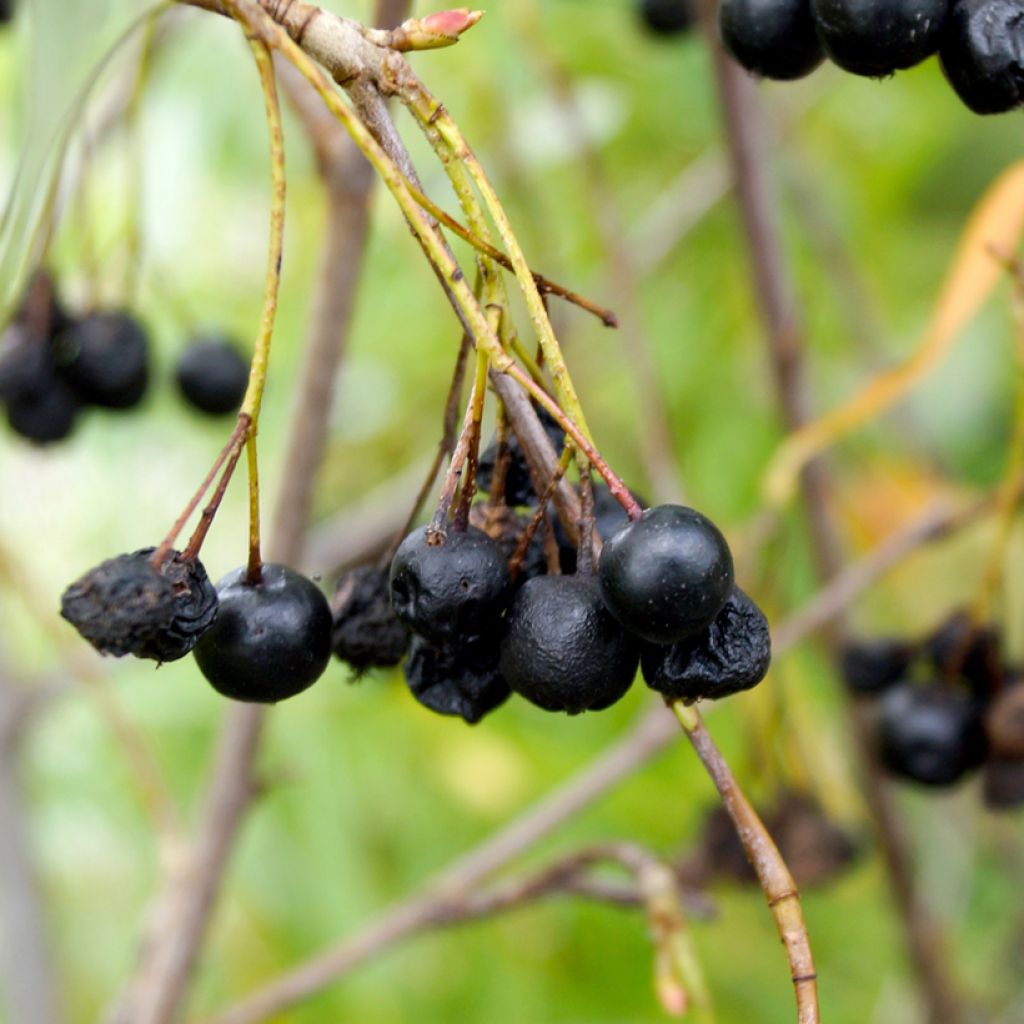 Chokeberry negro Autumn Magic - Aronia melanocarpa