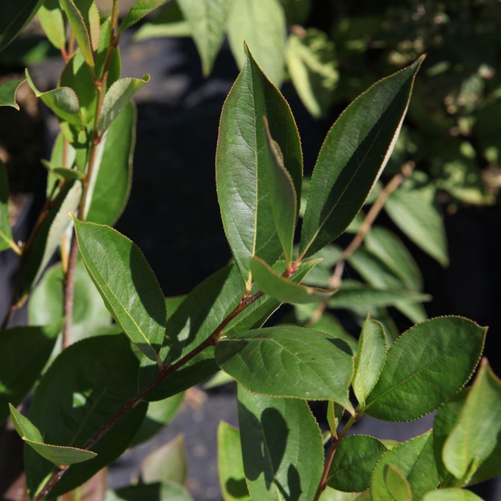 Aronia melanocarpa Hugin