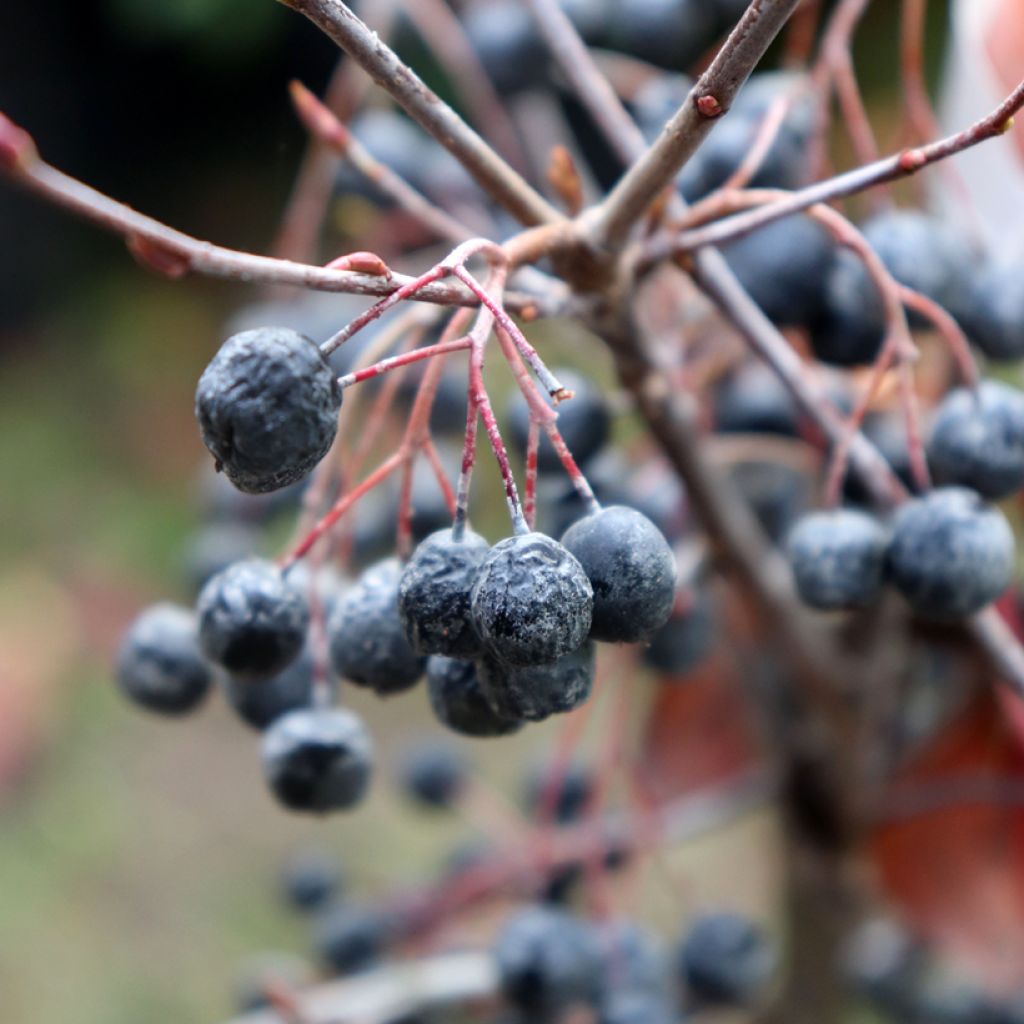 Aronia melanocarpa Hugin