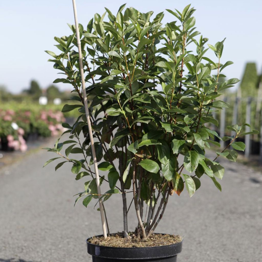 Aronia melanocarpa Professor Ed