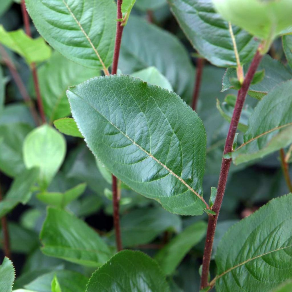 Aronia prunifolia Aron - Aronie